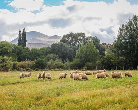 Farms For Sale In South Africa Agri Land