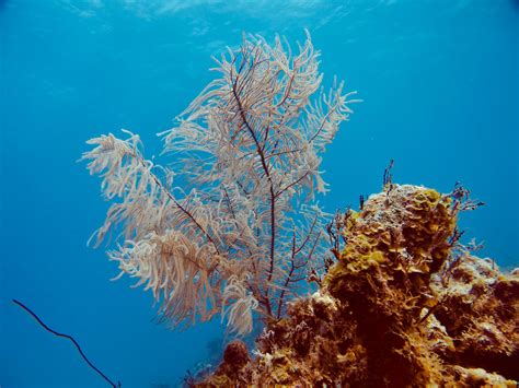 Gorgônia Sea Plumes Abud Dive Cursos e Equipamentos