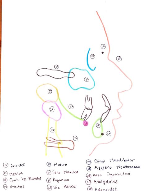 Solution Partes De Lateral De Cr Neo Studypool