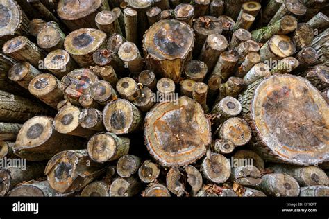 Pile Of Felled Tree Trunks Stock Photo Alamy