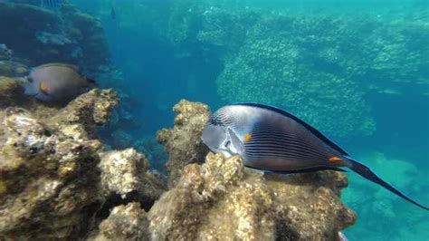 Blue Triggerfish Underwater Close Up While Swimming In Coral Reef Of