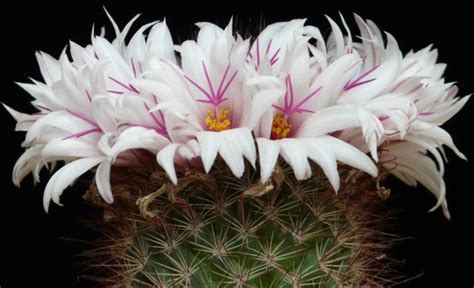 Cactus white flowers Free stock photos in JPEG (.jpg) 3264x2448 format ...