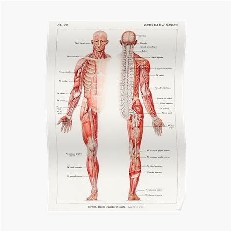 Human Nervous System Educational Chart Vintage Anatomy Poster By