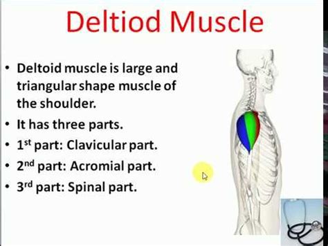 Deltoid Muscle Origin And Insertion