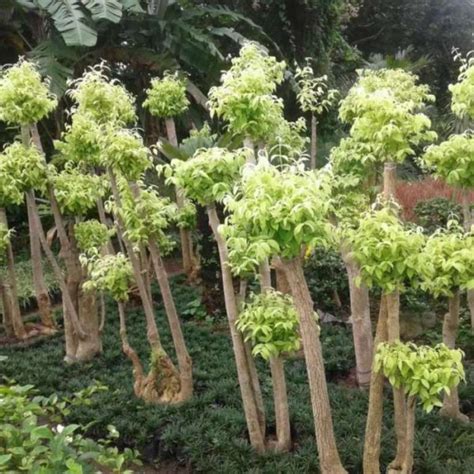 Anting Putri Bonsai Anting Putri Pohon Anting Putri TanamanMart