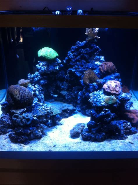 New saltwater aquarium setup | Saltwater aquarium, Saltwater aquarium ...