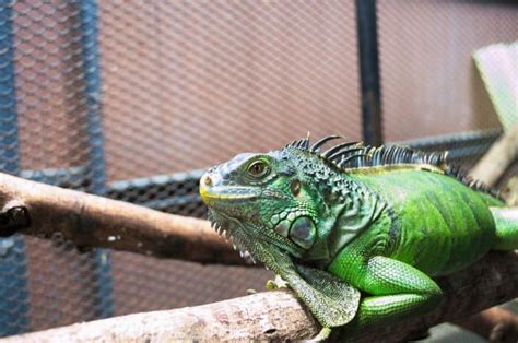 Iguana Cage: Complete Indoor & Outdoor Setup Guide + Ideas!