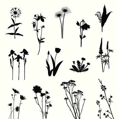 Wild Flowers Vector Silhouette Stock Illustration - Download Image Now ...