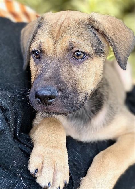 Rex Medium Male German Shepherd X Labrador Retriever Mix Dog In Qld