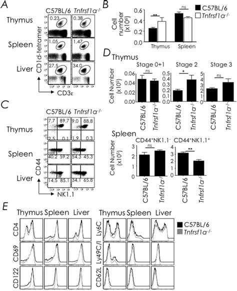 Tnfr Deficiency Does Not Impact Nkt Cell Development A Thymic