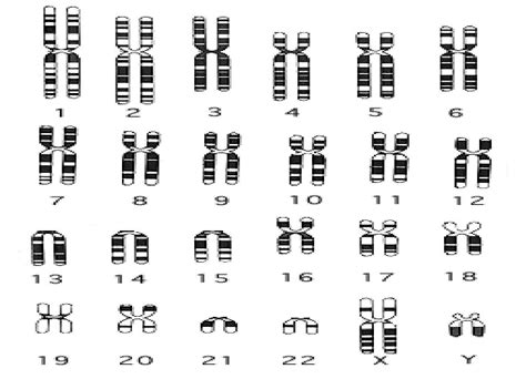 23 Chromosome Diagram