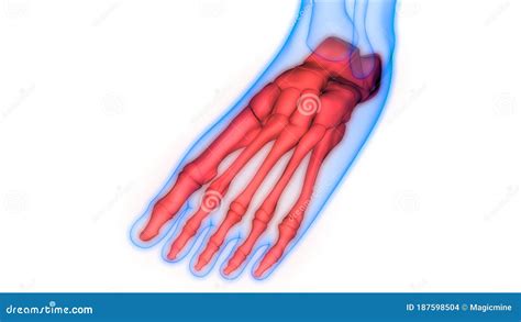 Human Skeleton System Foot Bones Joints Anatomy Stock Illustration ...