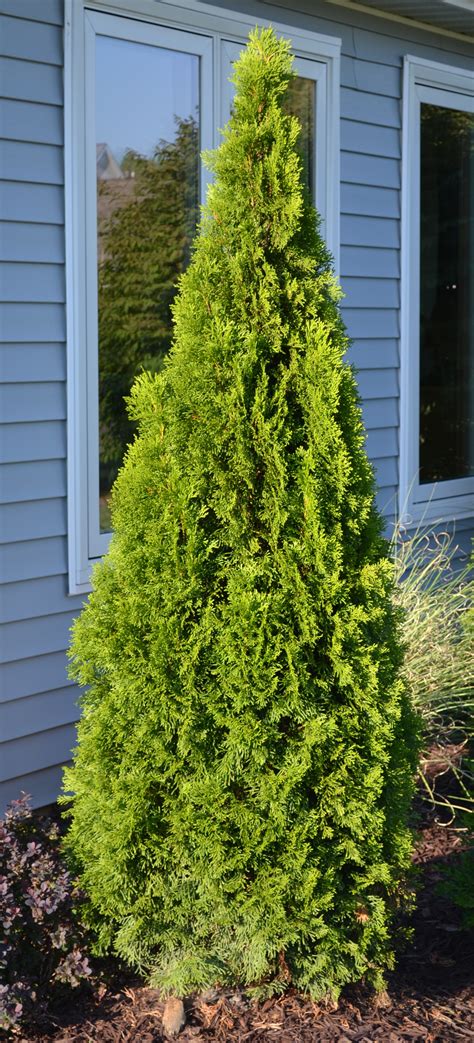 Emerald Green Arborvitae Oregon At Peggy Smith Blog