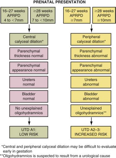 Fetal Genitourinary Tract Radiology Key