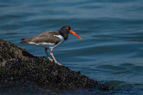 American Oystercatcher Barnegat Lighthouse State Park New Flickr