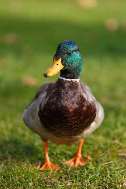 Mallard Free Stock Photo Public Domain Pictures