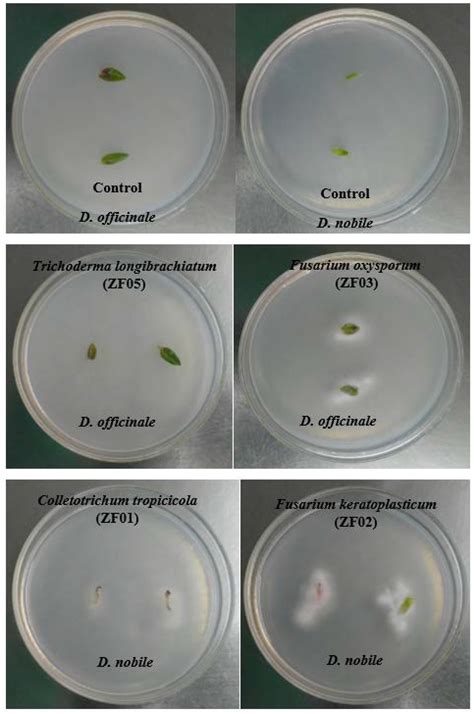 Ijms Free Full Text Molecular Identification Of Endophytic Fungi And Their Pathogenicity