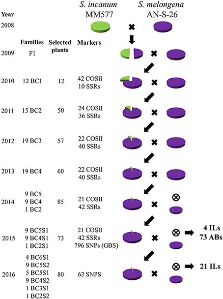 Frontiers Development And Genetic Characterization Of Advanced