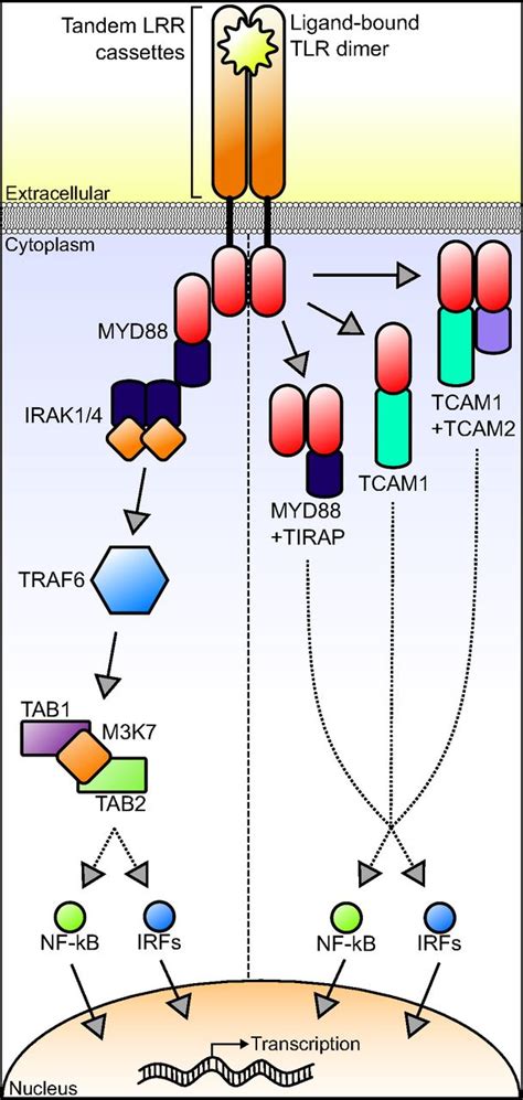 Toll Like Receptor Pathway Evolution In Deuterostomes Pnas