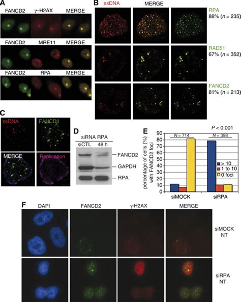 A Fancd Green Co Localizes With H Ax Mre And Rpa Red At