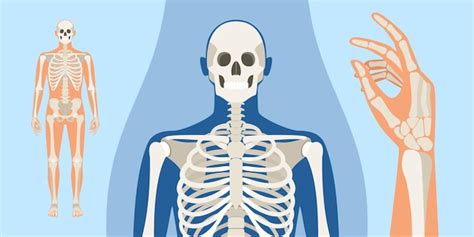 Männer menschliche skelett anatomie illustration mit einer