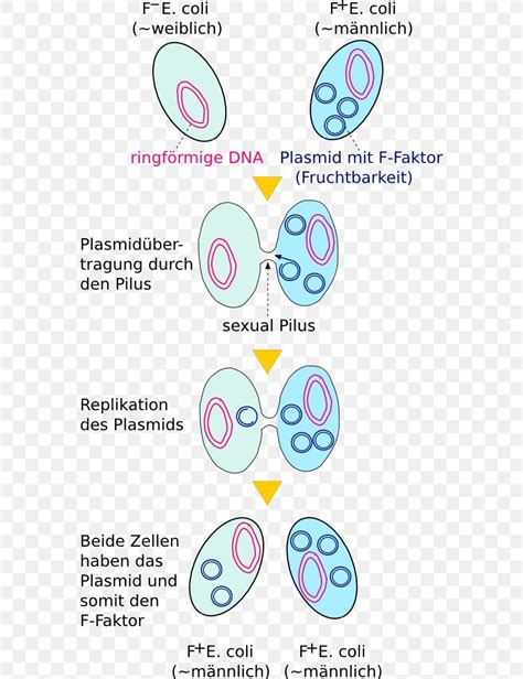 Bacterial Conjugation Plasmid Transformation Genetics, PNG, 568x1066px ...