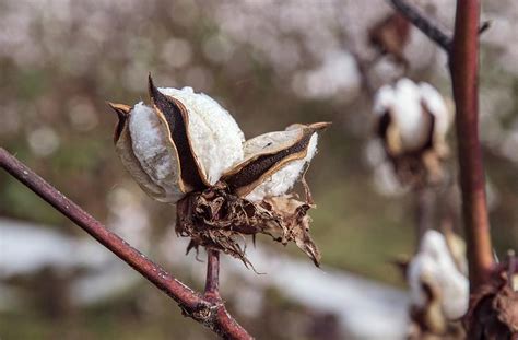 Cotton Boll Photograph by Bob Gibbons/science Photo Library - Fine Art ...