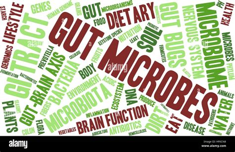 Gut Microbes Word Cloud On A White Background Stock Vector Image And Art