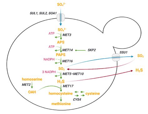 Sulfur Assimilation Pathway Sap In Saccharomyces Cerevisiae Blue