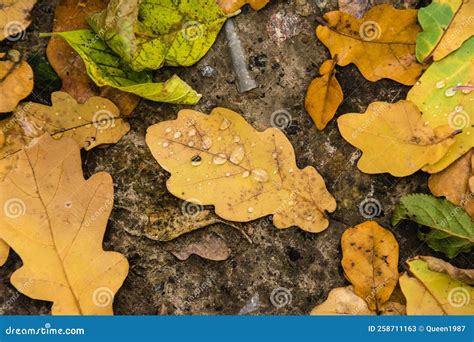 Autumn Background Water Drops On An Oak Leaf Beautiful Yellowed Tree