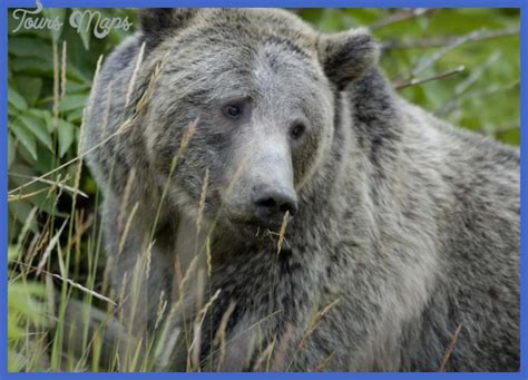 Yellowstone Bears - ToursMaps.com