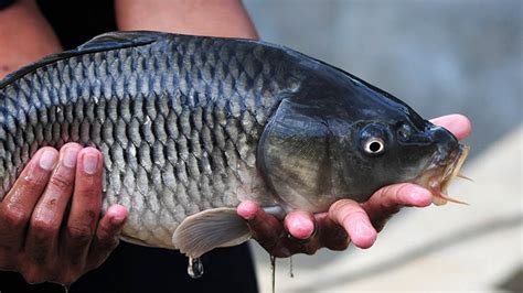 Racikan Umpan Ikan Mas Susah Makan Homecare24