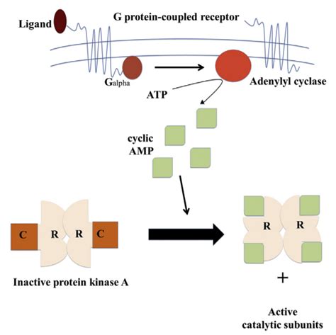 Pkac Creative Enzymes