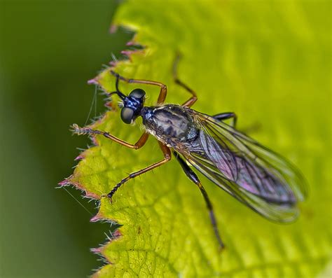 Dioctria Rufipes Wildlife Natural