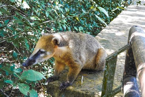 Coati in Iguazu National Park Misiones. Wildlife. Animal in the Rainforest. Endemic Animals in ...