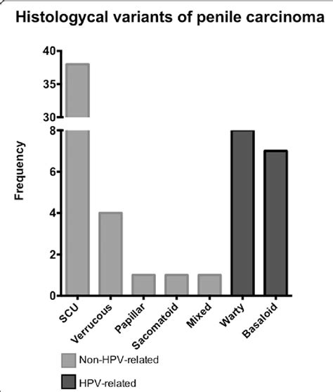 Histology Classification Of Penile Squamous Cell Carcinoma The Download Scientific Diagram