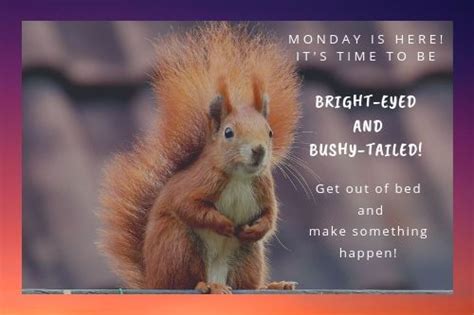 Bright eyed and bushy tailed の意味 使い方 ArtisanEnglish jp