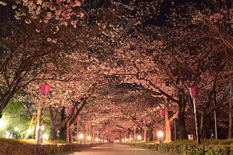 絕美百選櫻花、紫藤花海！長崎春天必訪四大花見景點 旅遊 聯合新聞網