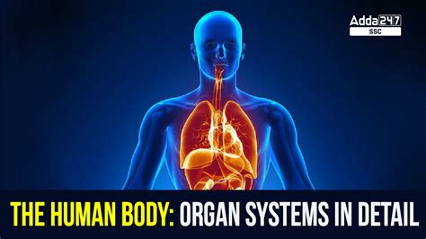 Largest Human Body Organ System At Carolyn Lafleur Blog