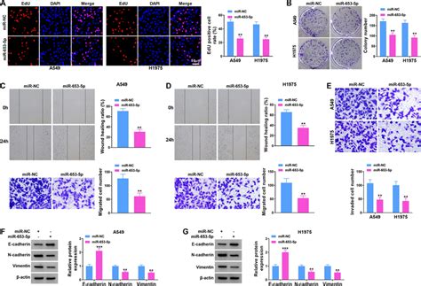 Mir 653 5p Might Repress Nsclc Cell Malignant Behaviors H1975 And A549