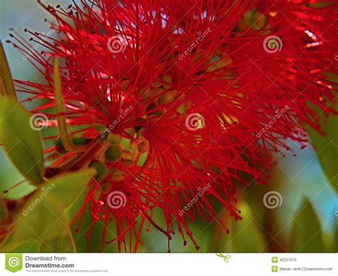 Citrinus Cramoisi De Bottlebrush Callistemon Photo Stock Image Du