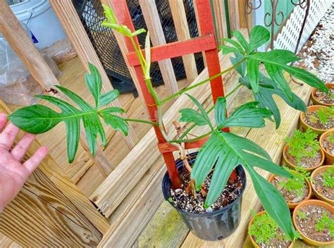 Philodendron Florida Beauty Variegata Care And Propagation Homes Pursuit