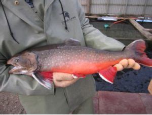 Omble Chevalier Pisciculture Des Monts De Bellechasse