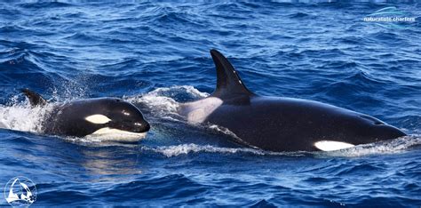 Terrific Toothed Whales - Naturaliste Charters