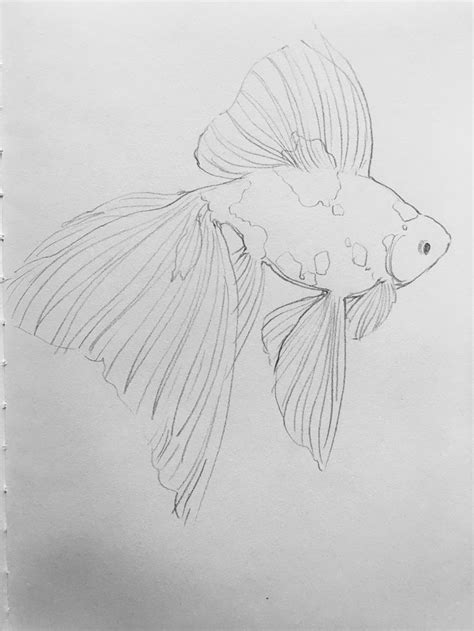 Pencil Drawing For Fish