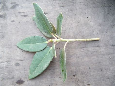 Propagating Rhododendrons With Step By Step Instructions On Growing