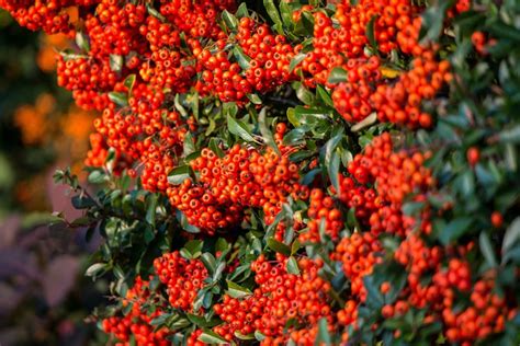 Firethorn Berries Bush · Free photo on Pixabay