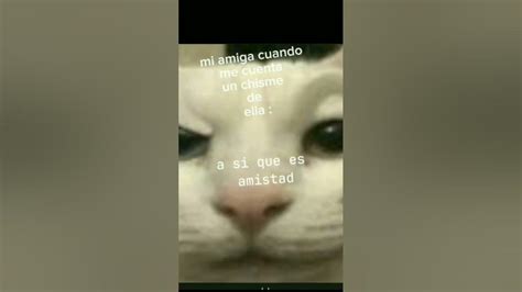 ù ú Humor Editxd Cat Gatitos Tiktok Gatos Jejeje Youtube