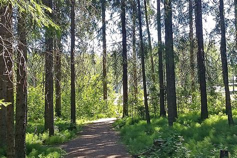 Stadsträd Och Skog Umeå Kommun