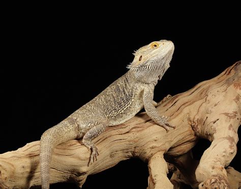 Bearded Dragon Pagona Full Body Photograph By David Kenny Pixels